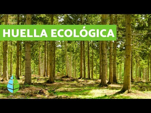 Calculadora huella ecológica: cómo medir y reducir tu impacto ambiental